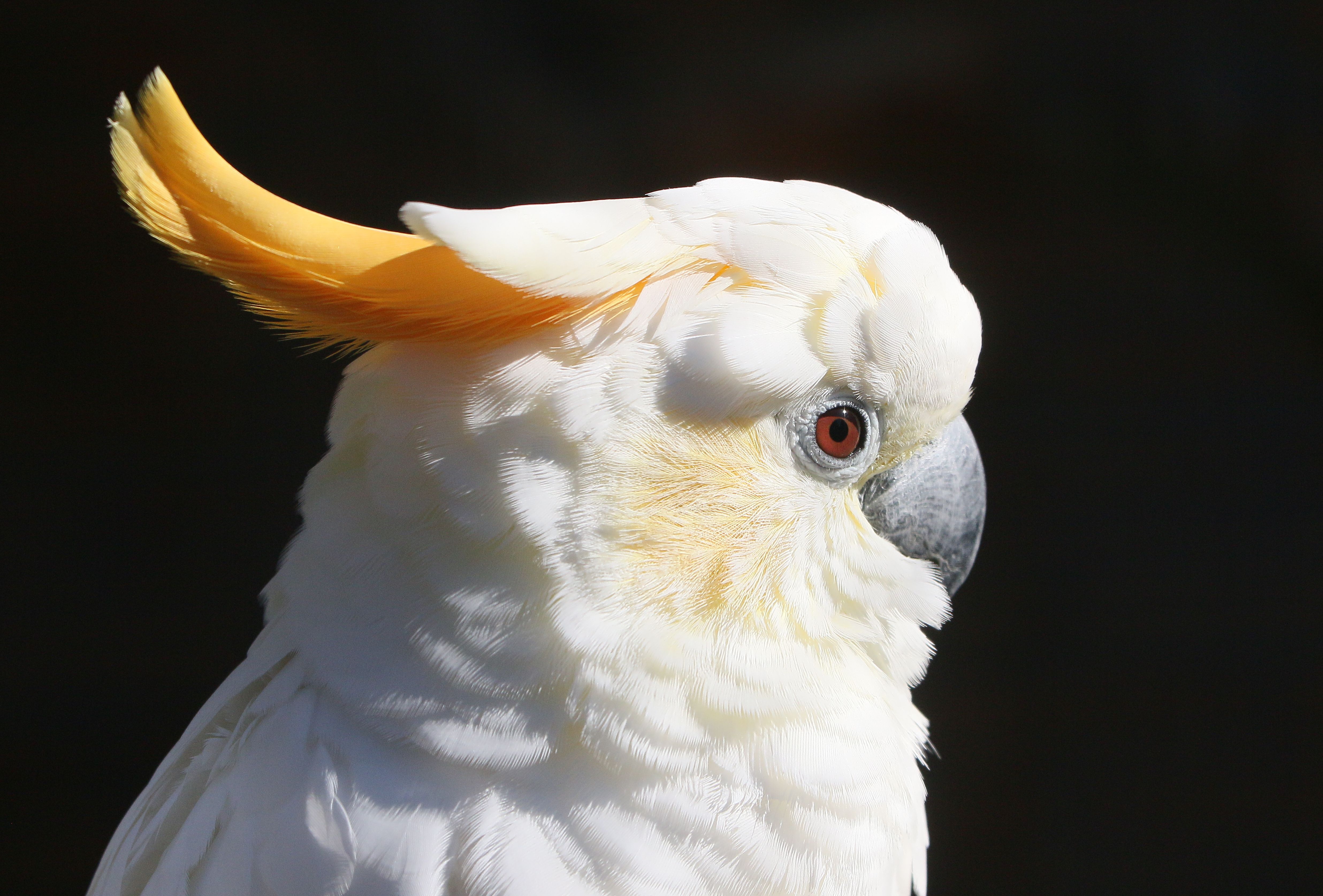 Wanted: a new home for a cockatoo, and the exotic bird