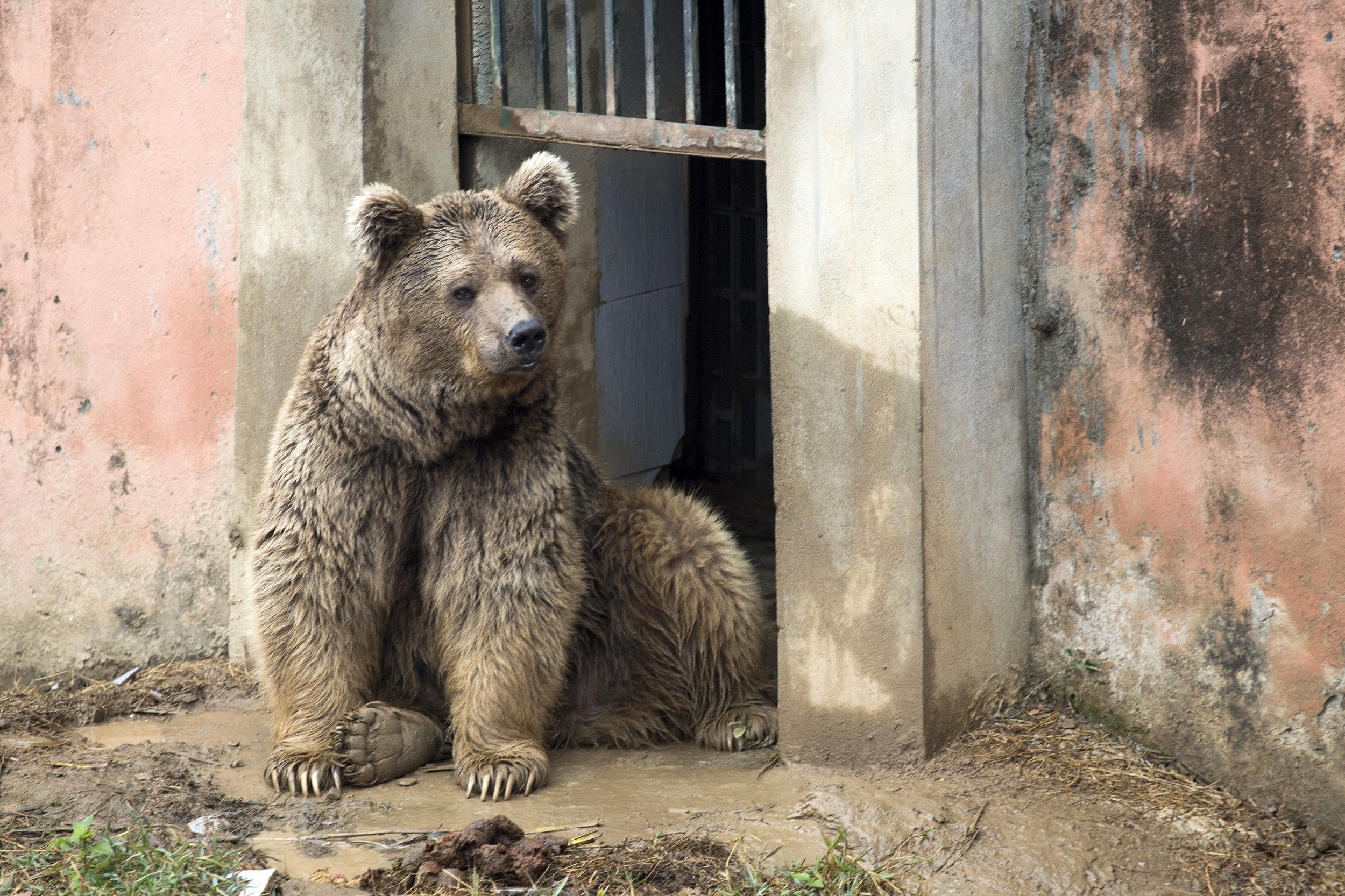 Last Animals Removed From Notorious Zoo in Pakistan