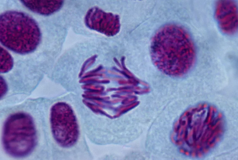 Duplication can happen when sister chromatids split