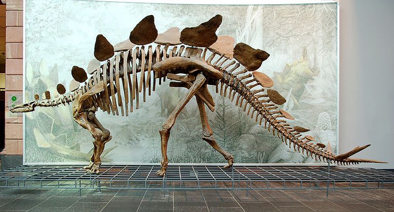 stegosaurus lived