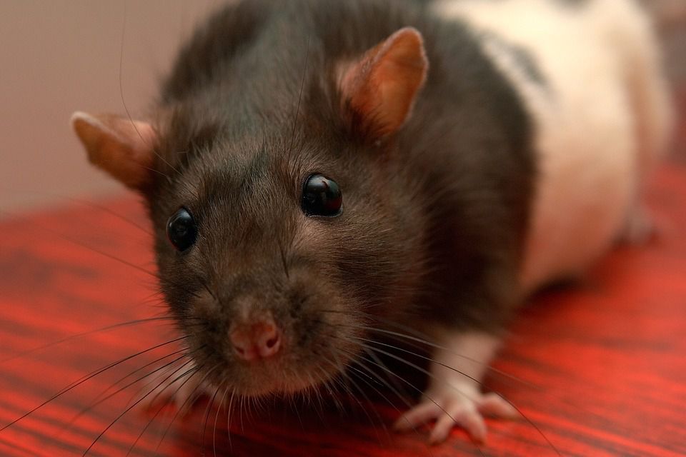 Rat Teeth Problems, Trimming and Care Tips