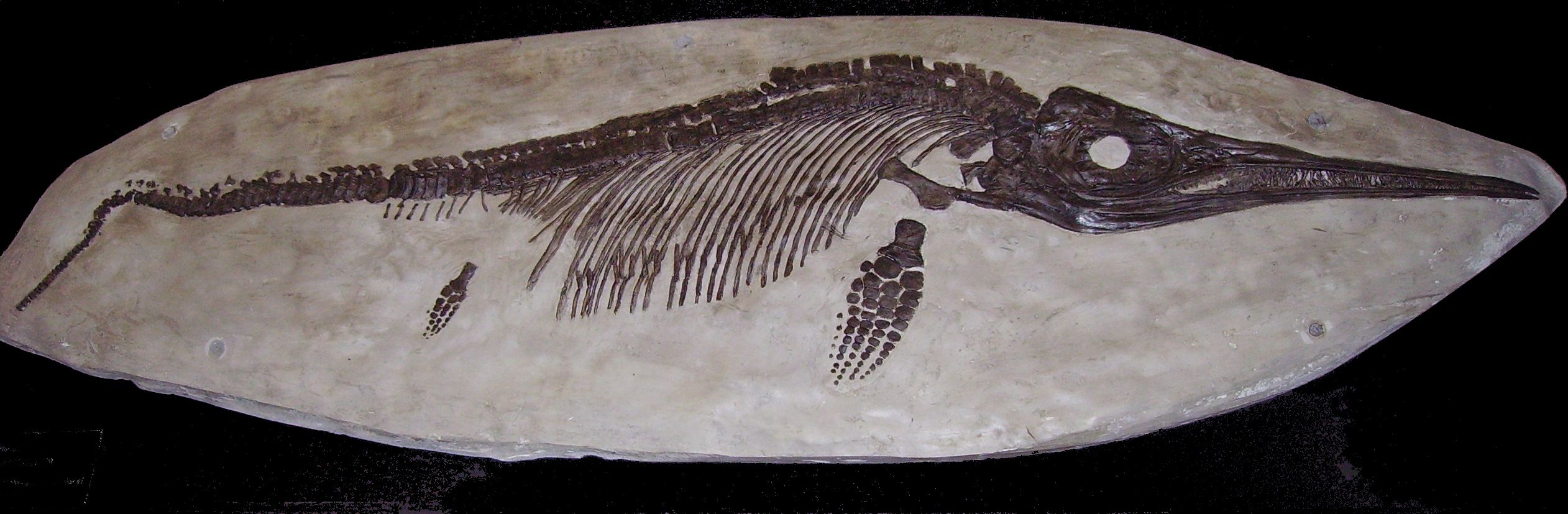 ichthyosaurus dinosaur