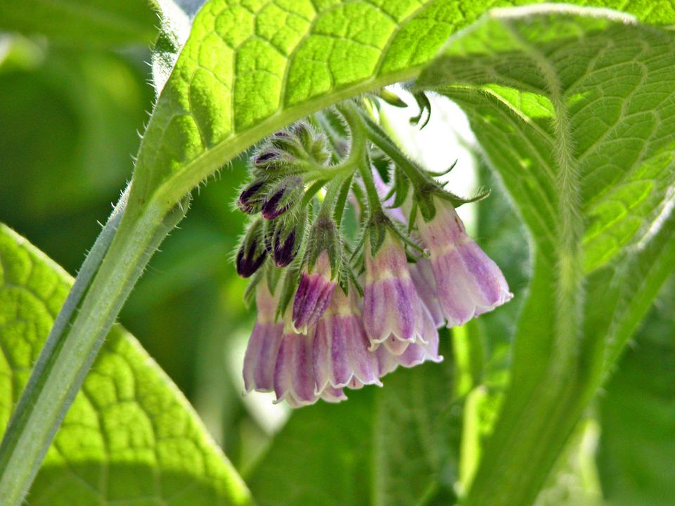 How to Grow and Care for the Herb Comfrey