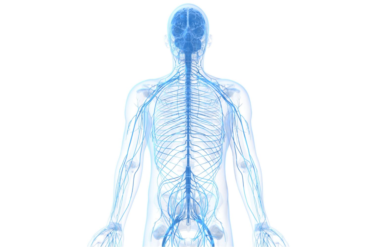 Learn About the Peripheral Nervous System