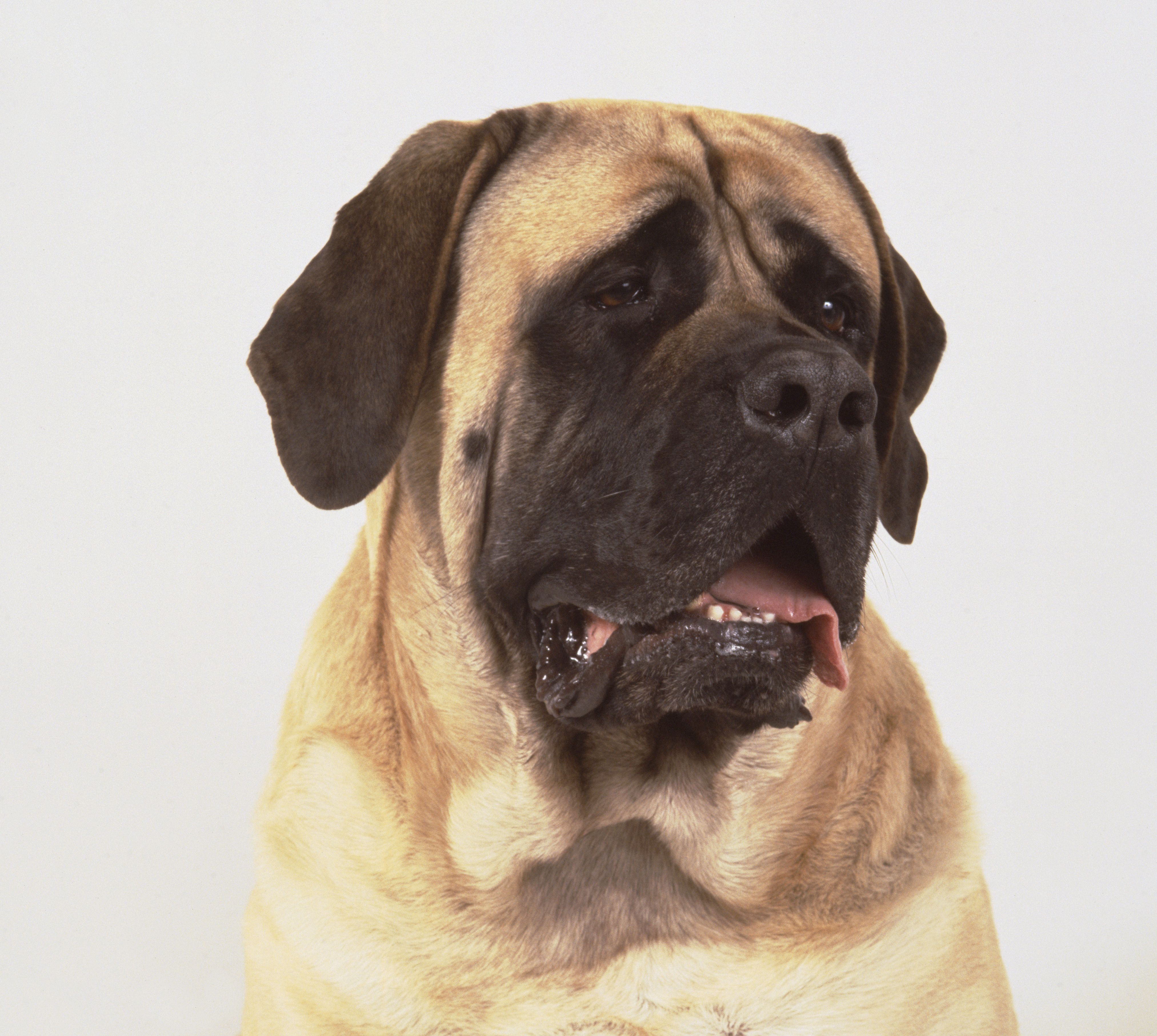 Mastiff Feeding