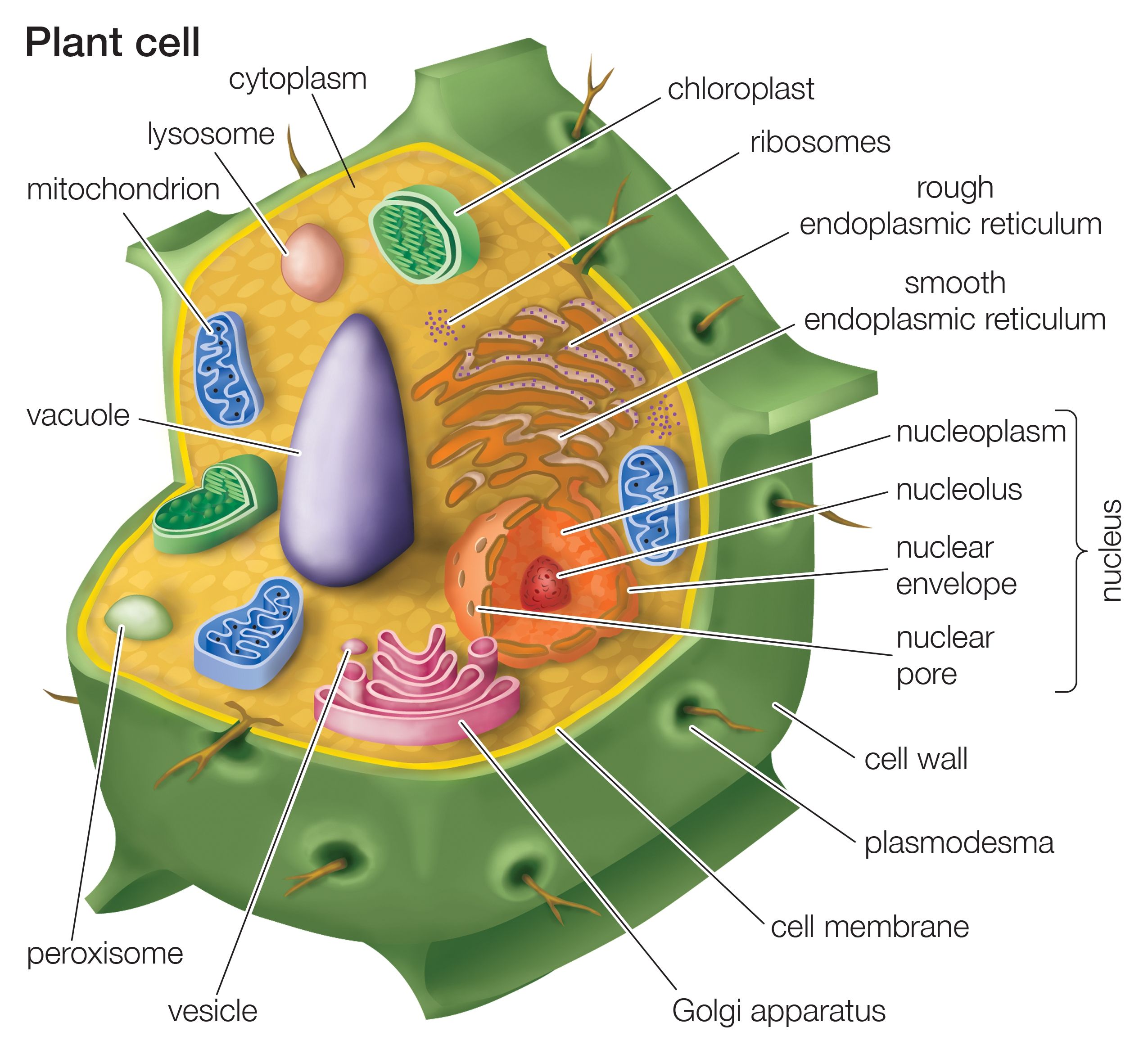Learn the Different Types of Plant Cells