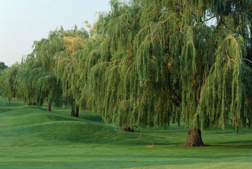 Common Species Of Willow Trees And Shrubs