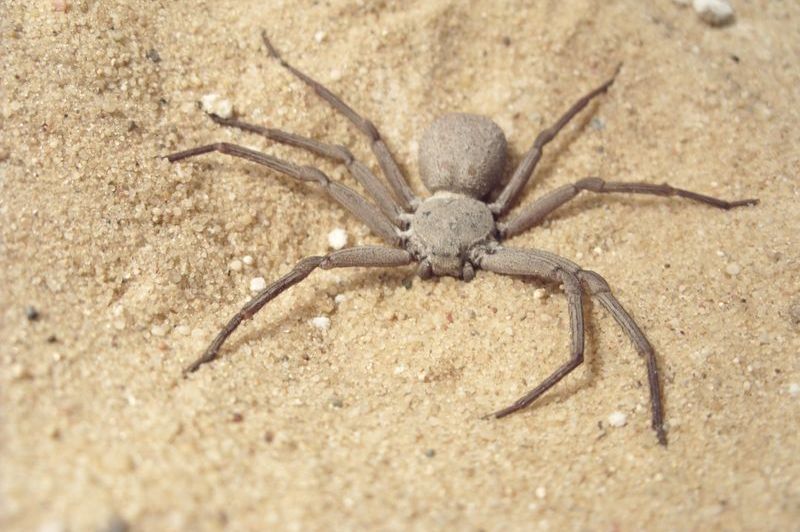 Eight Of Africas Scariest Spider Species