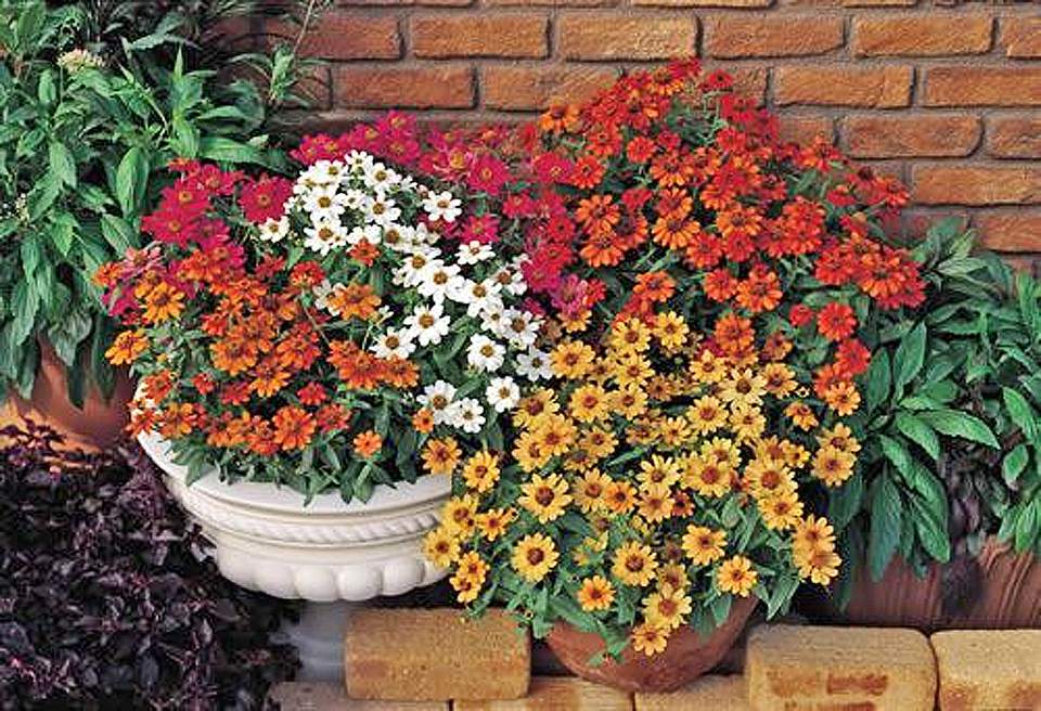 Tips for Growing and Caring for Zinnia Plants