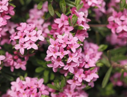 Landscape Trees and Shrubs With Purple Leaves