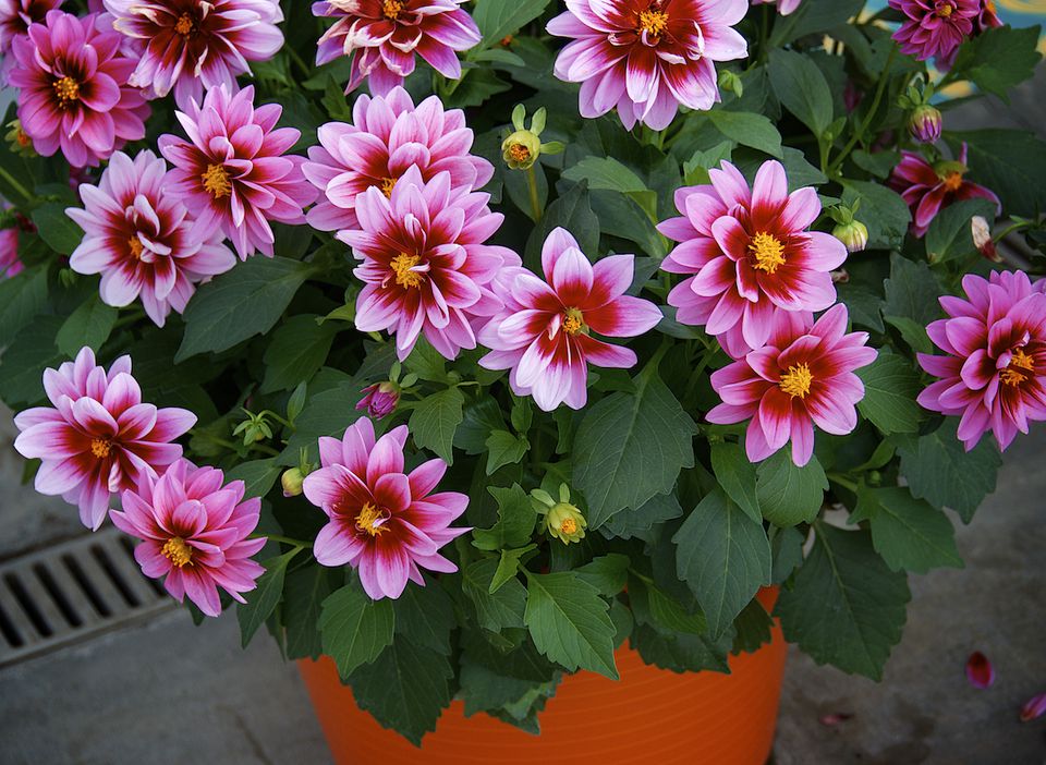 How To Grow Dahlias in Pots