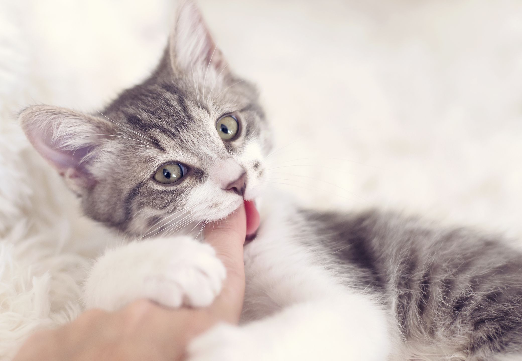 How to Stop Kittens From Scratching and Biting