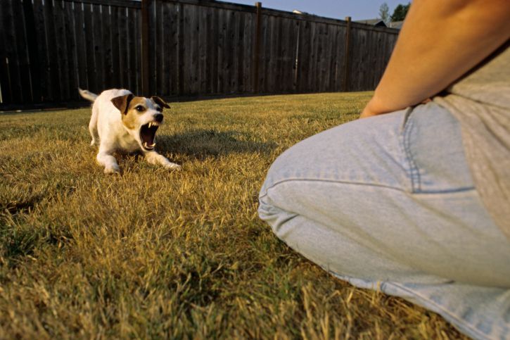 Reading Dog Body Language