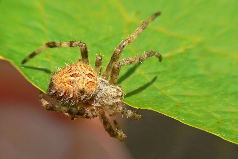 Australian Garden Orb Weaver Spider - Eriophora transmarina - Arachnid Pictures