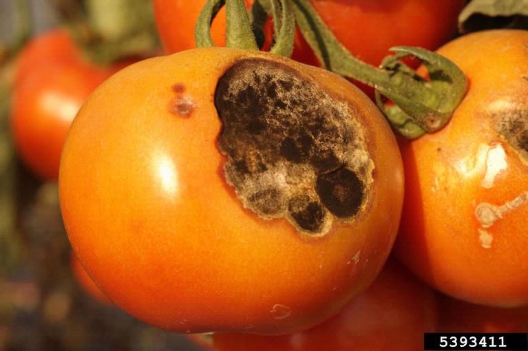 blight on tomatoes