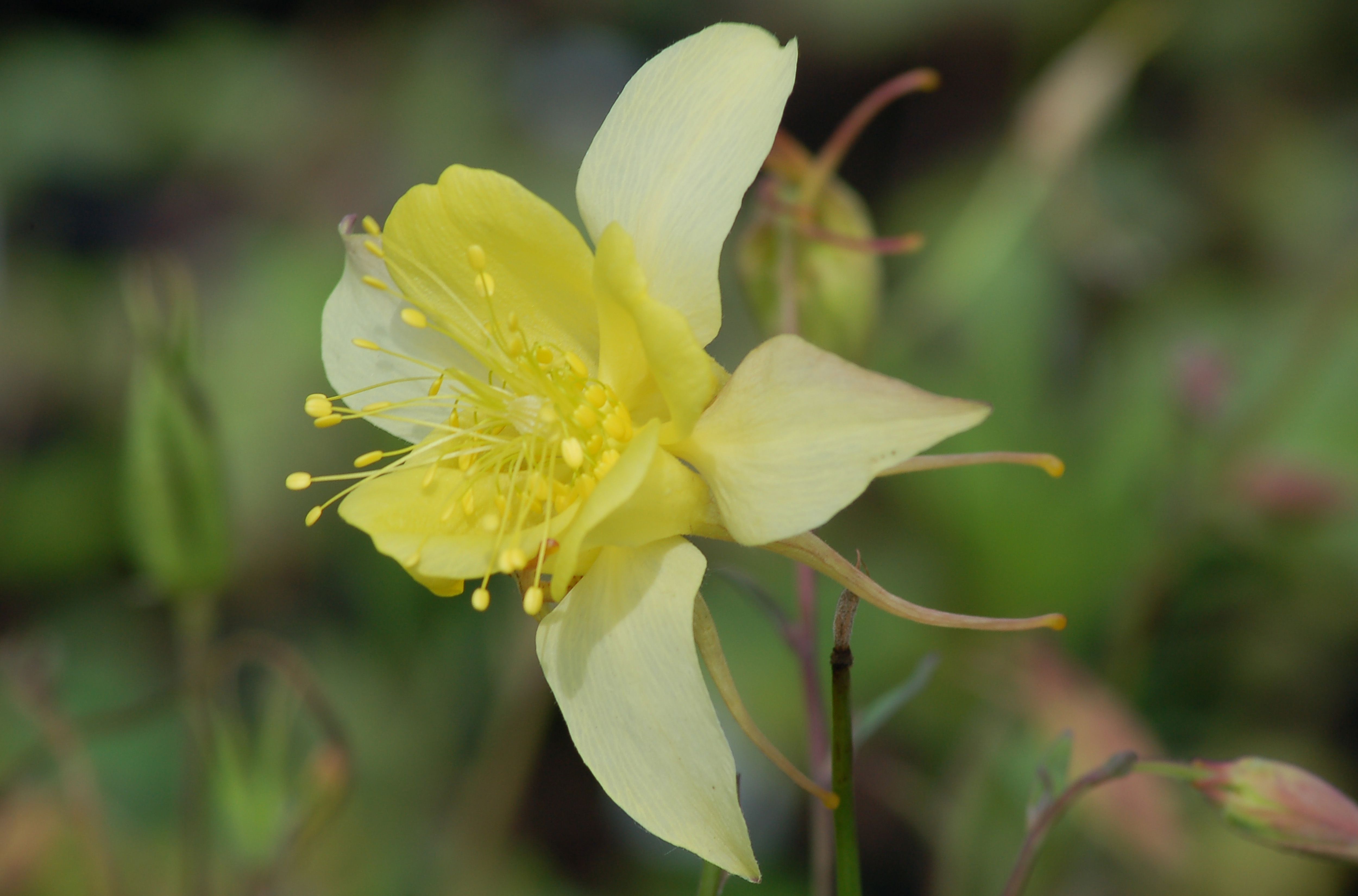 Columbine Flowers Facts and Growing Tips