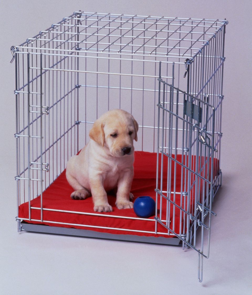 5 MustKnow Tips for Crate Training Your Puppy