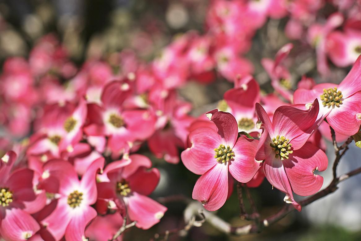 Consider These Flowering Trees and Shrubs for Your Spring Landscape