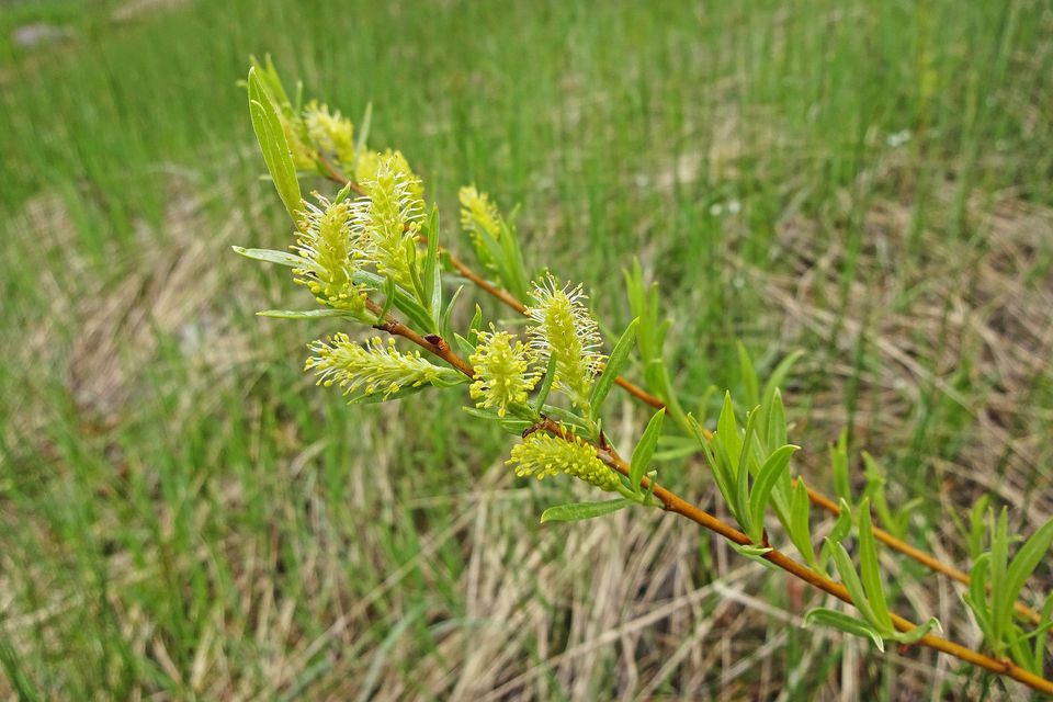 Common Species of Willow Trees and Shrubs