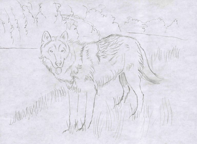 How to Draw a Wolf in Colored Pencil