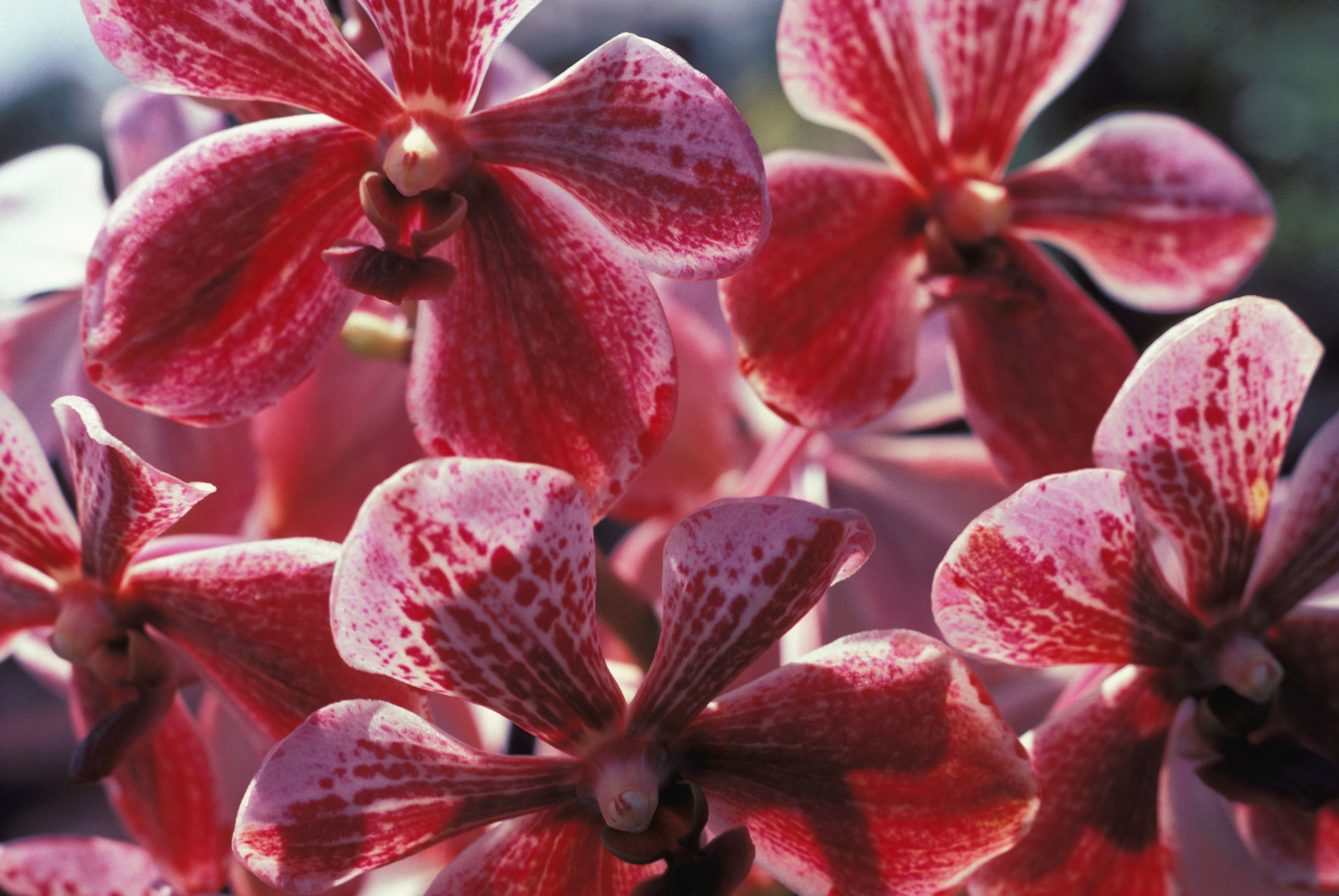 how-to-grow-vanda-orchids-in-the-home