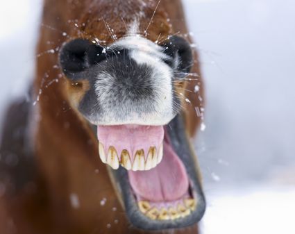 Download Do Kittens Lose Baby Teeth Pics