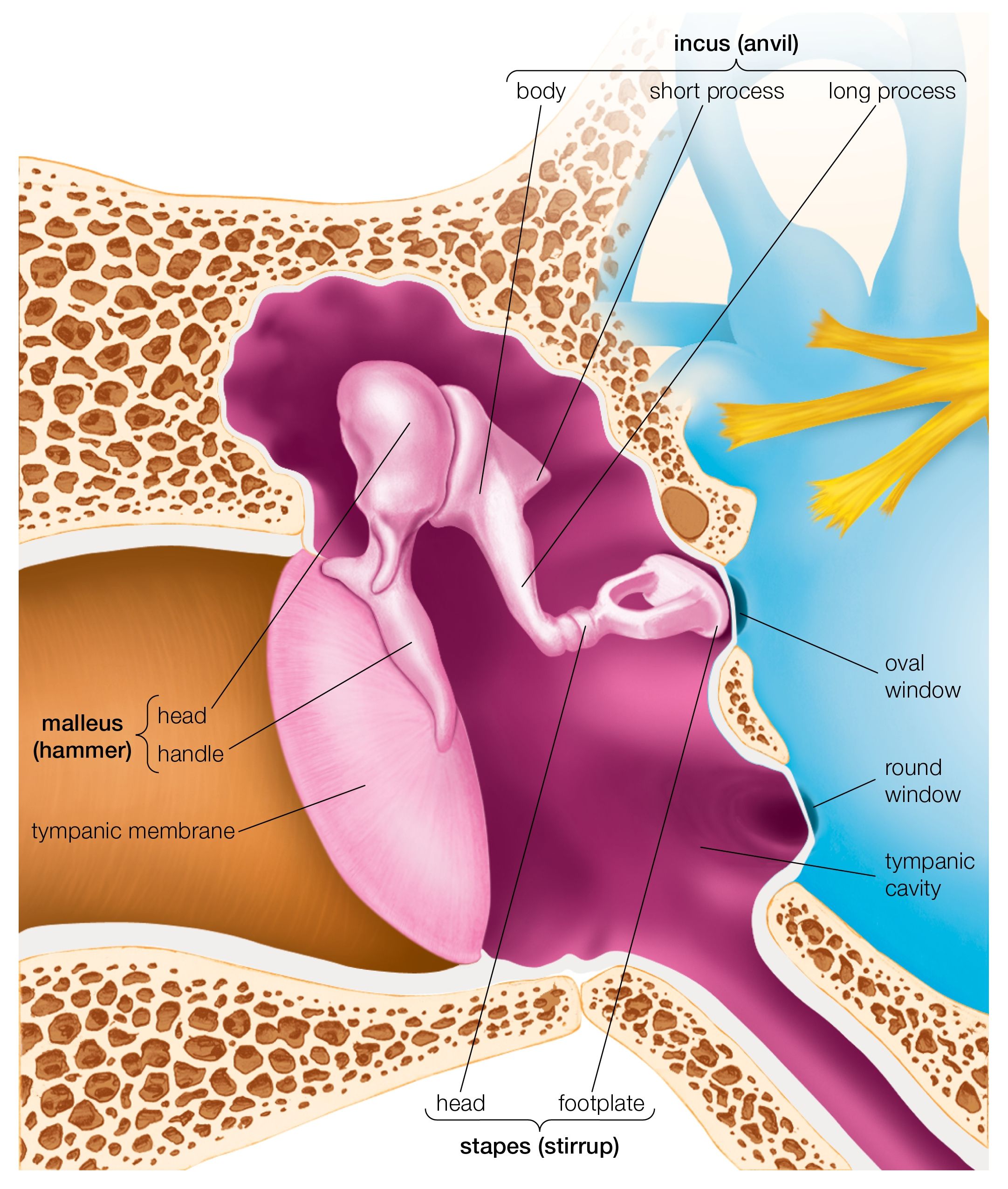 Myringosclerosis and Tympanosclerosis