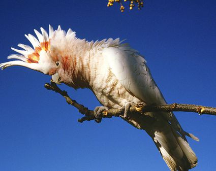 common pet cockatoo species