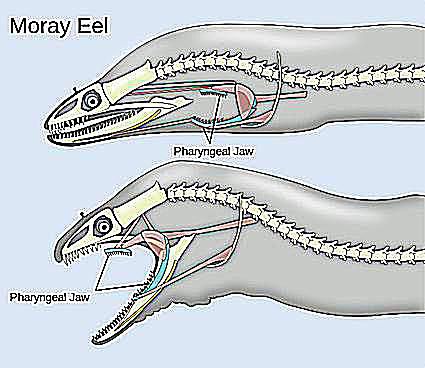 Moray Eel Facts and Trivia for Scuba Divers