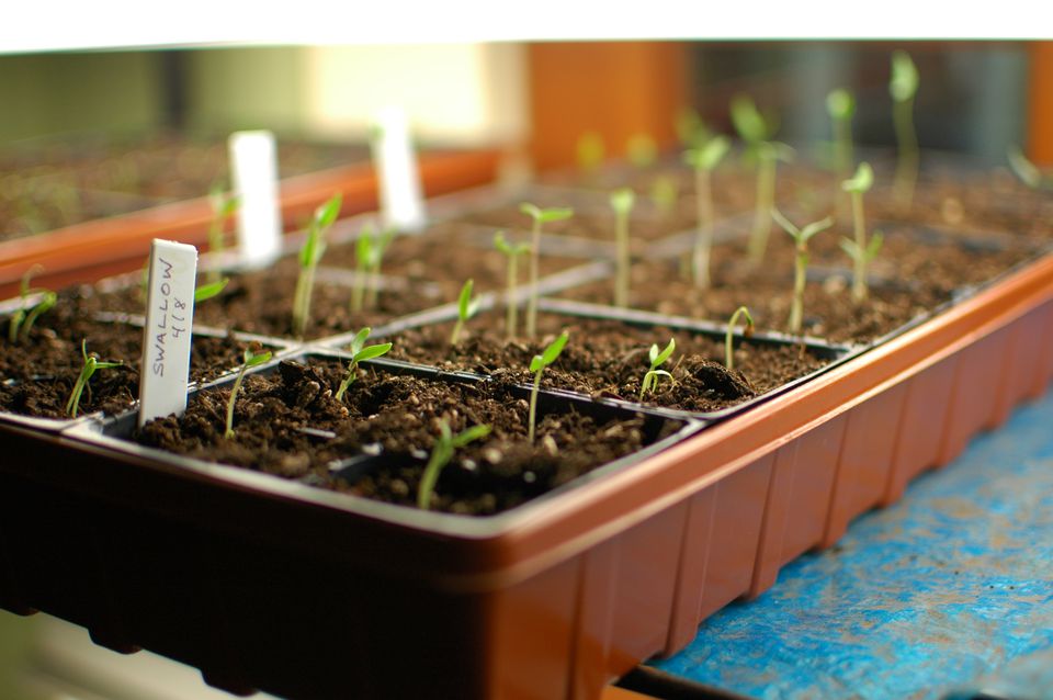 When To Plant Tomato Seeds - www.inf-inet.com