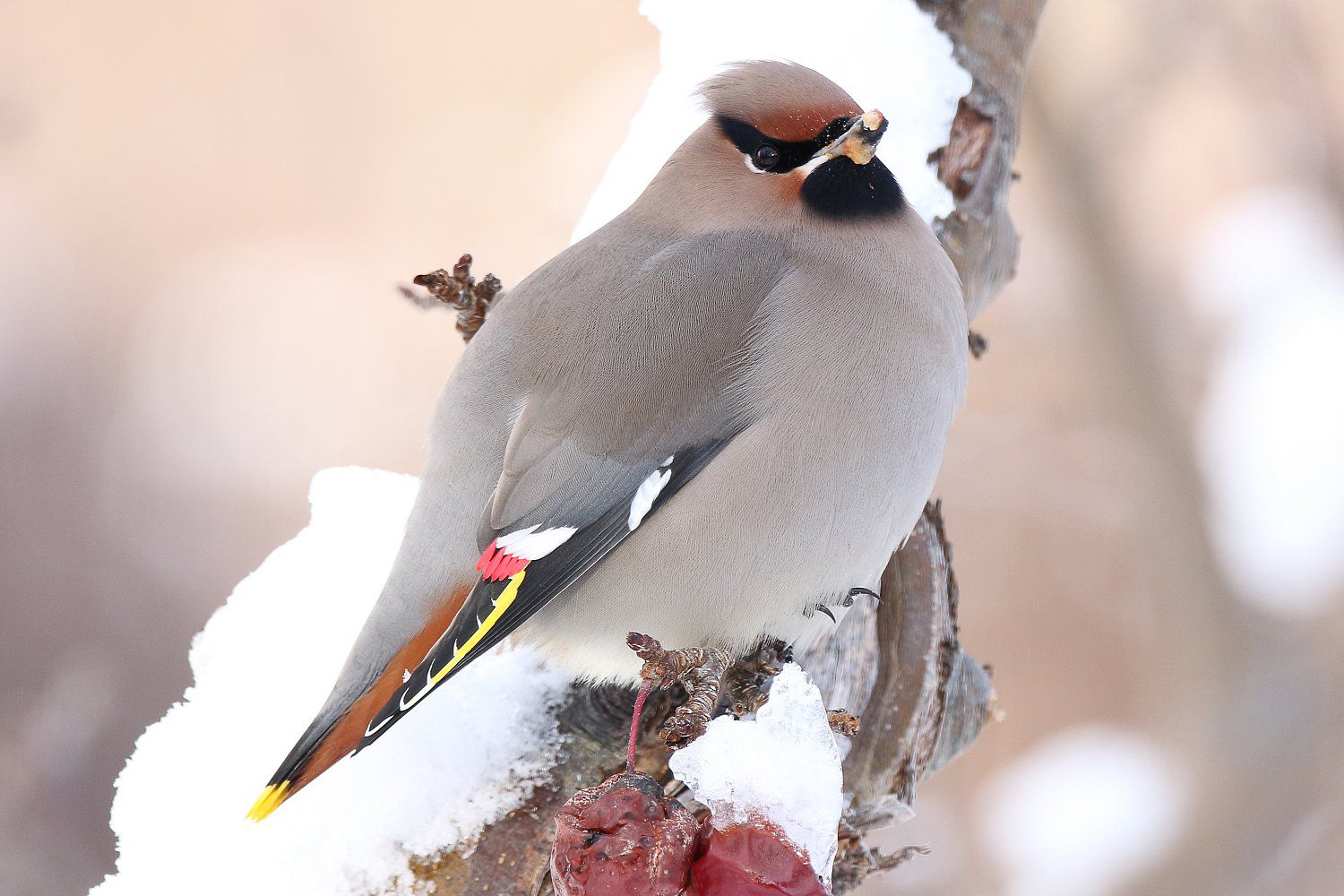 Pictures of Winter Birds - Photo Gallery