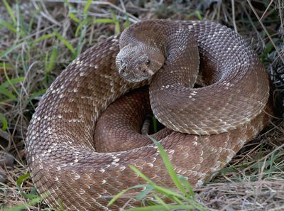 The Biggest Rattlesnake in Texas - Urban Legends