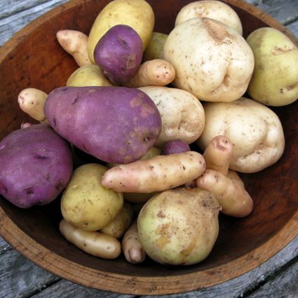 best potato growing tips