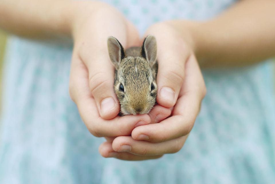 Pet Rabbit Care Guide