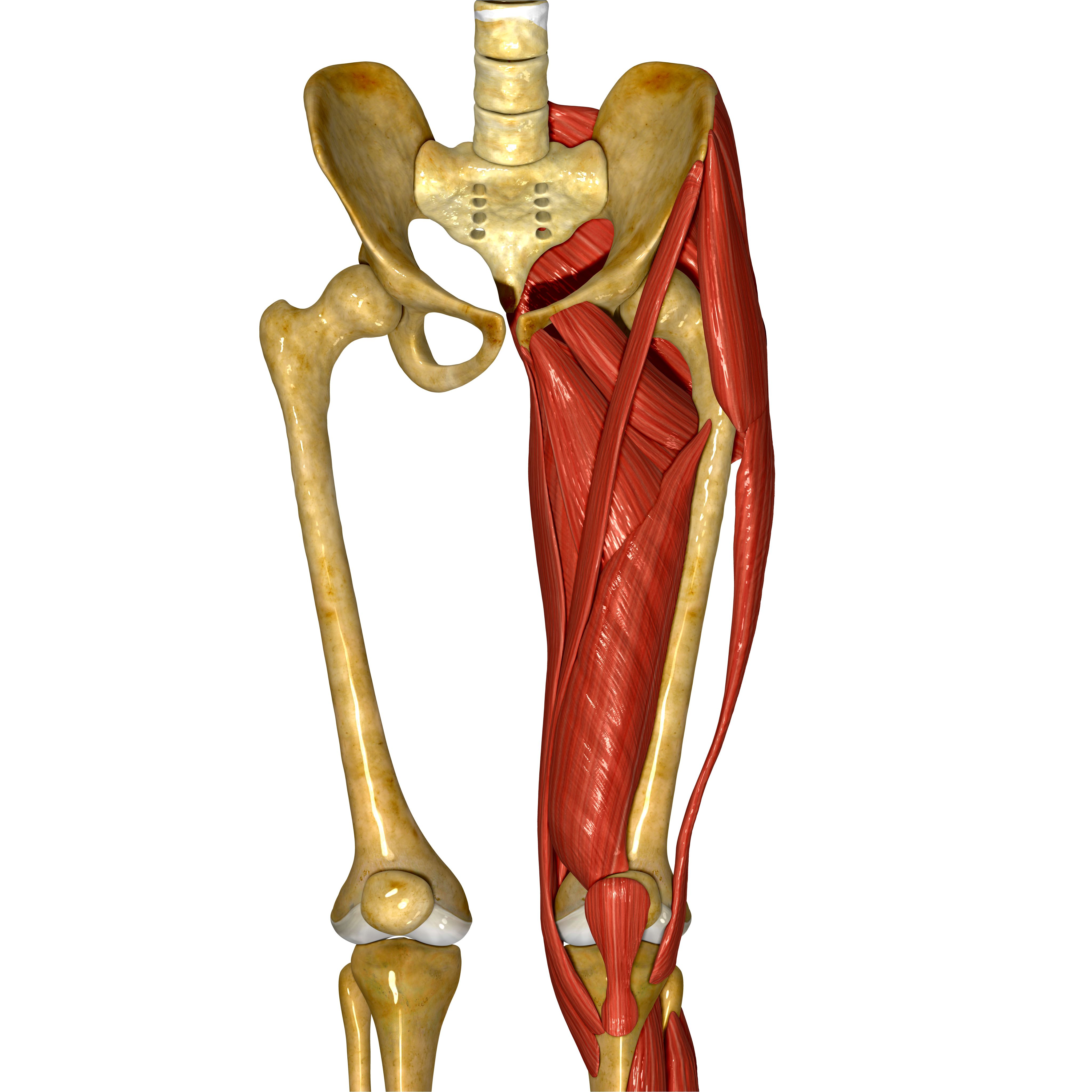 hip pain when rotating leg outward