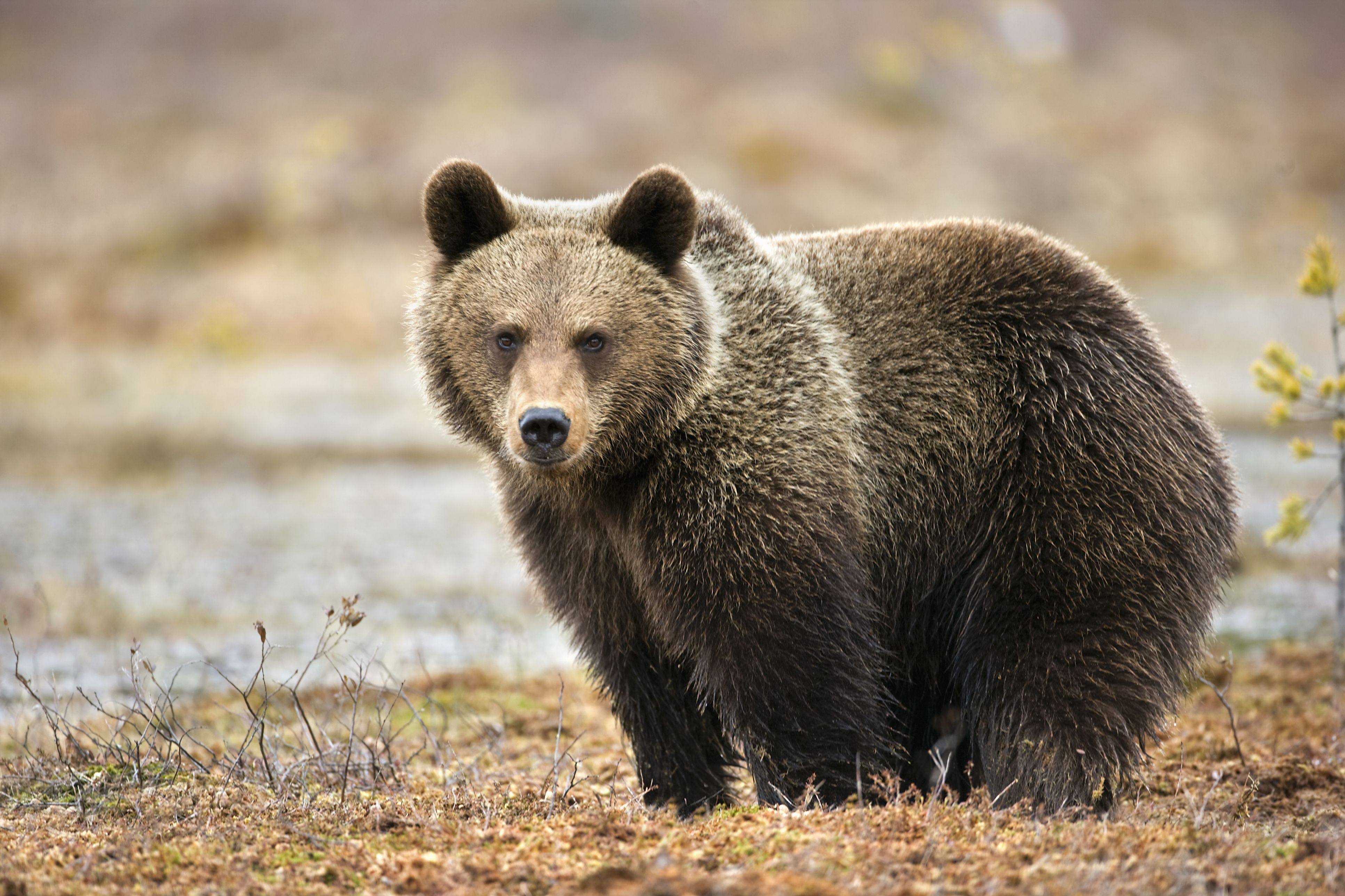 How To Deal With Brown Bears