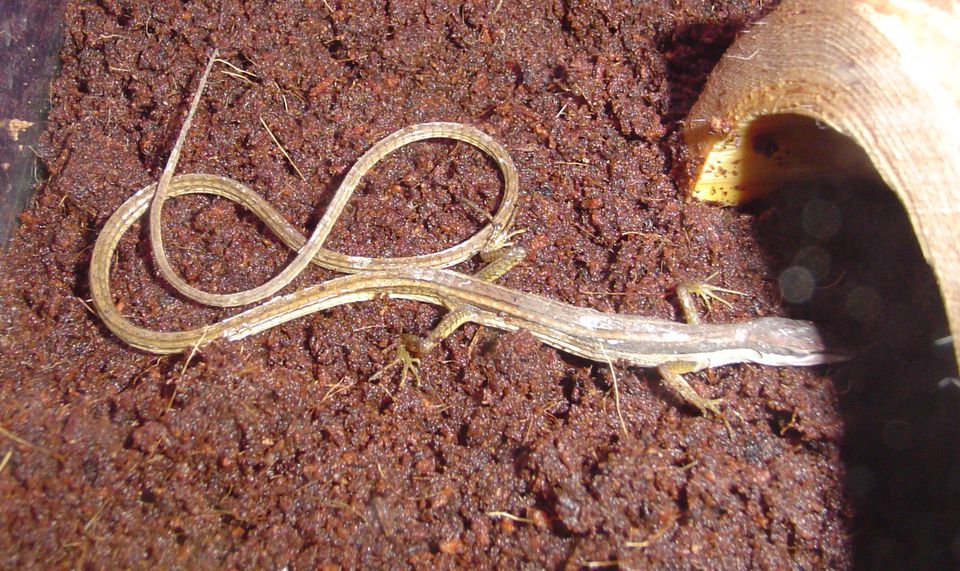 Long Tailed Lizards Lizard Care Caring for Lizards