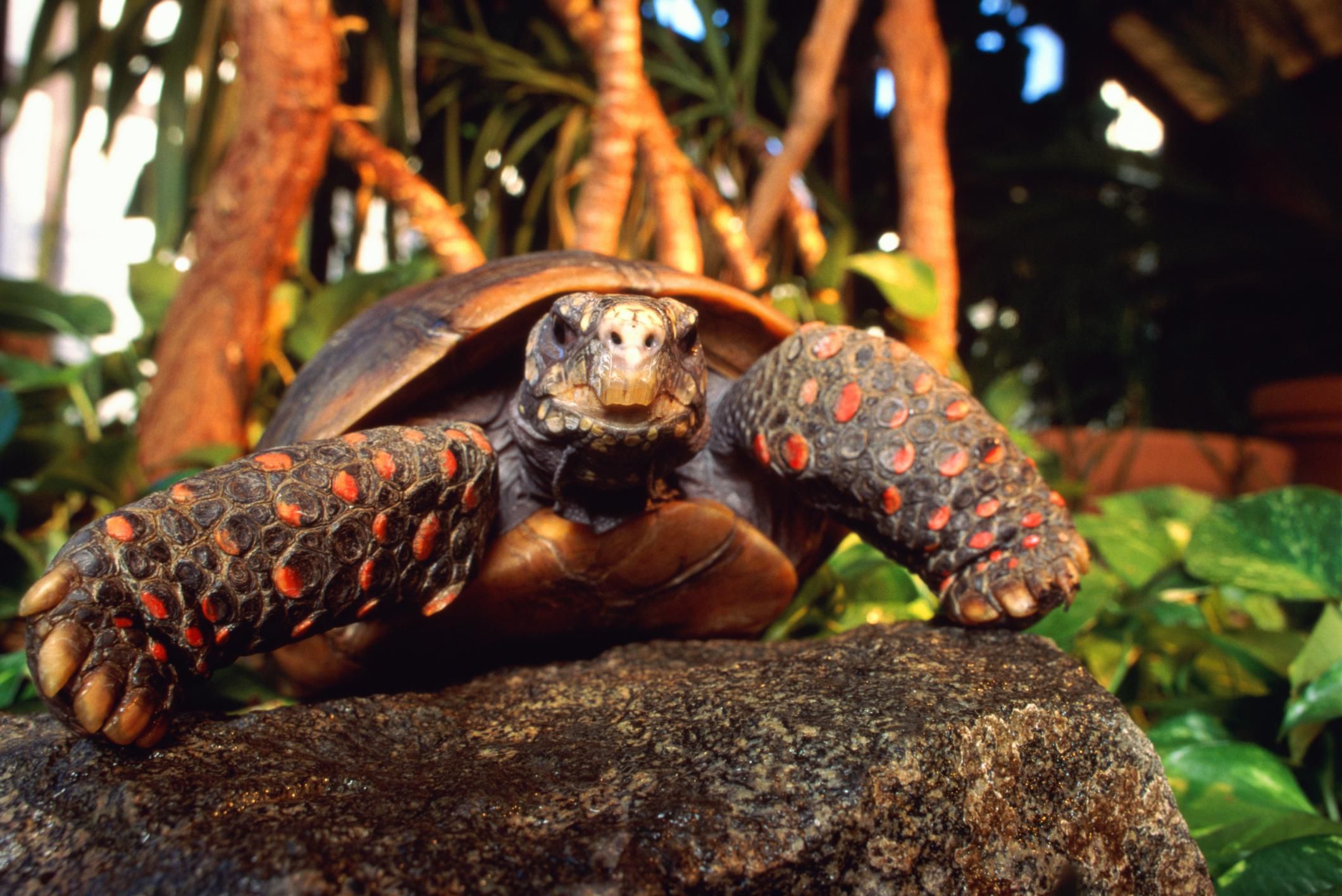 guide-to-red-footed-tortoises-as-pets