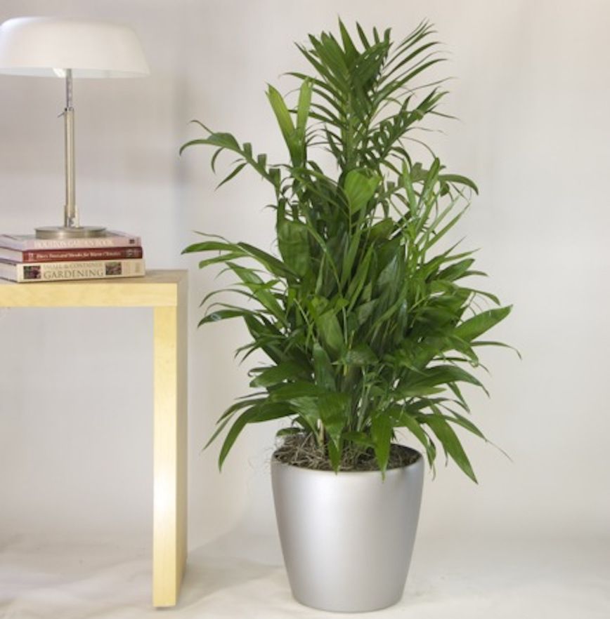 The Top 10 Air-Purifying Plants for Your Home