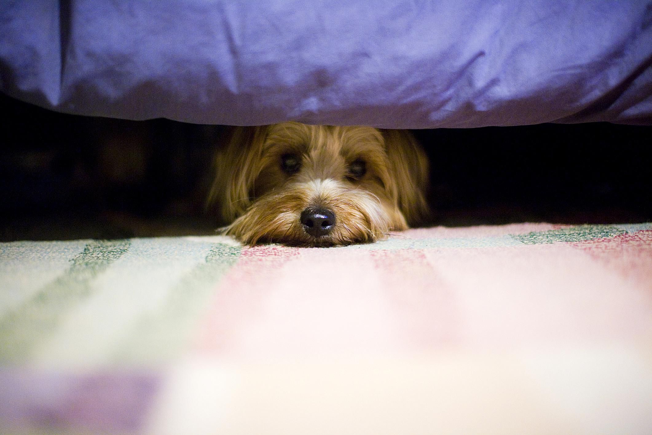 safety-considerations-for-loud-noise-phobias-in-pets