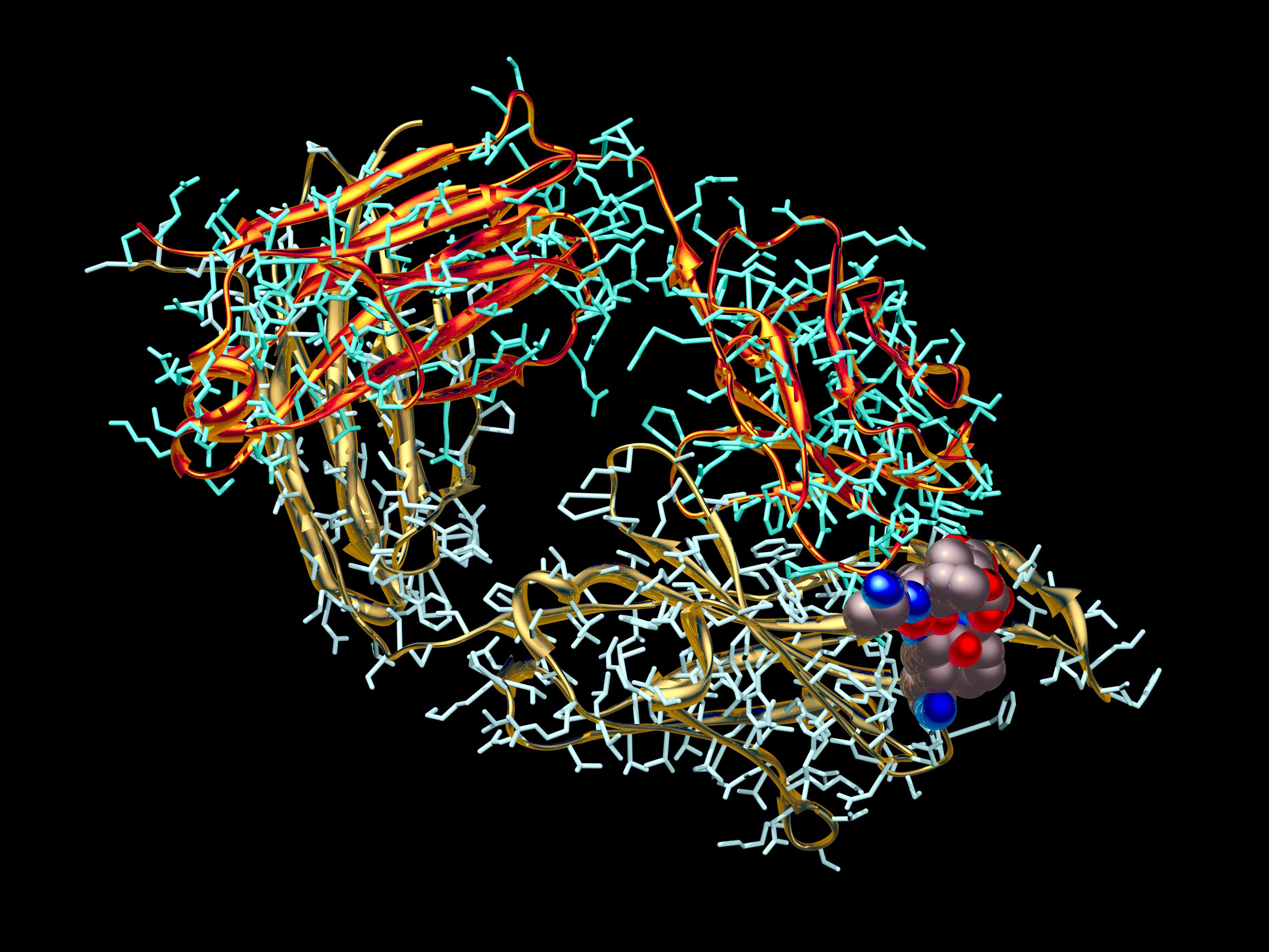 types-of-chemical-bonds-in-proteins