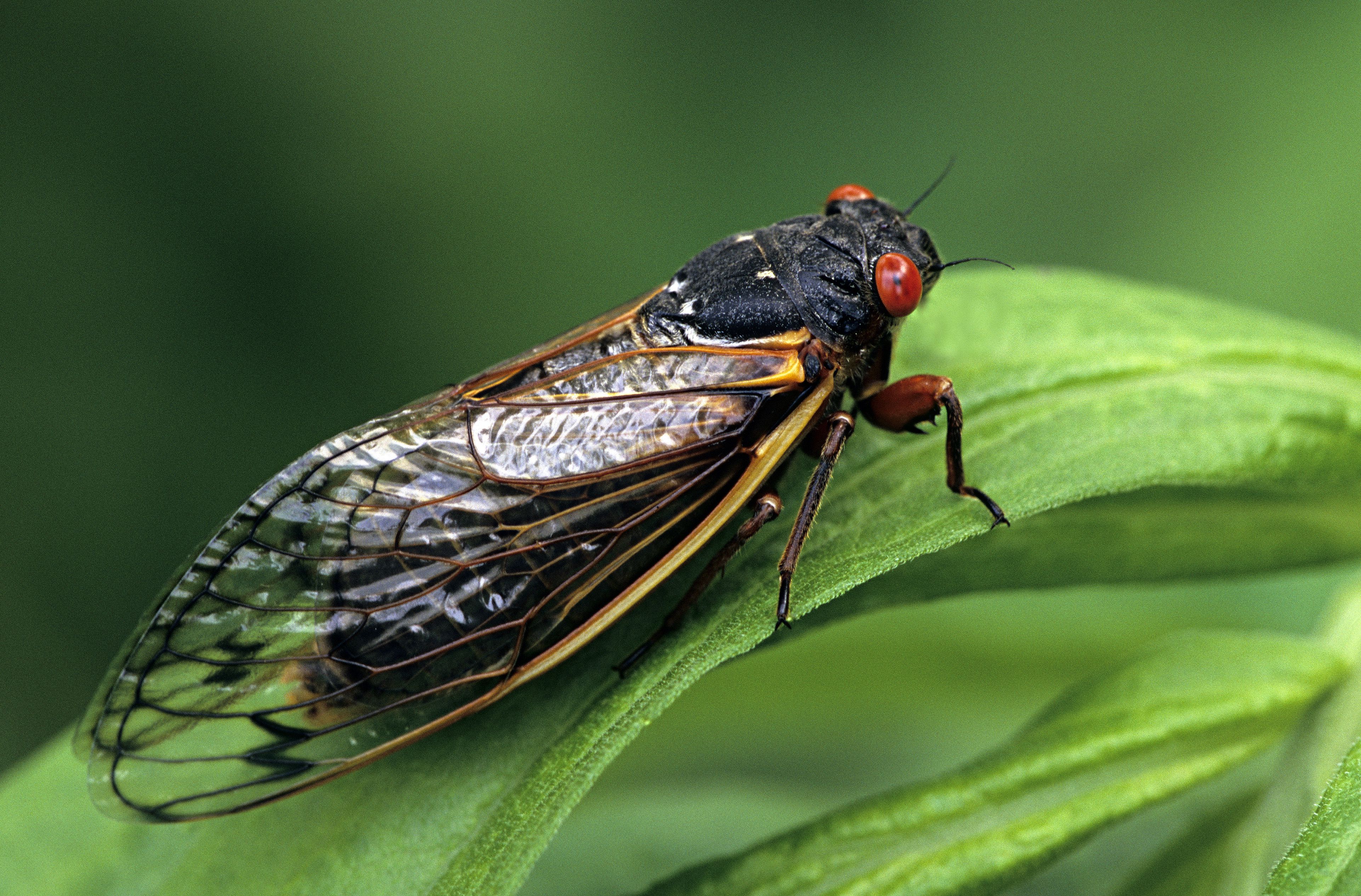 Periodical Cicadas, Genus Magicicada