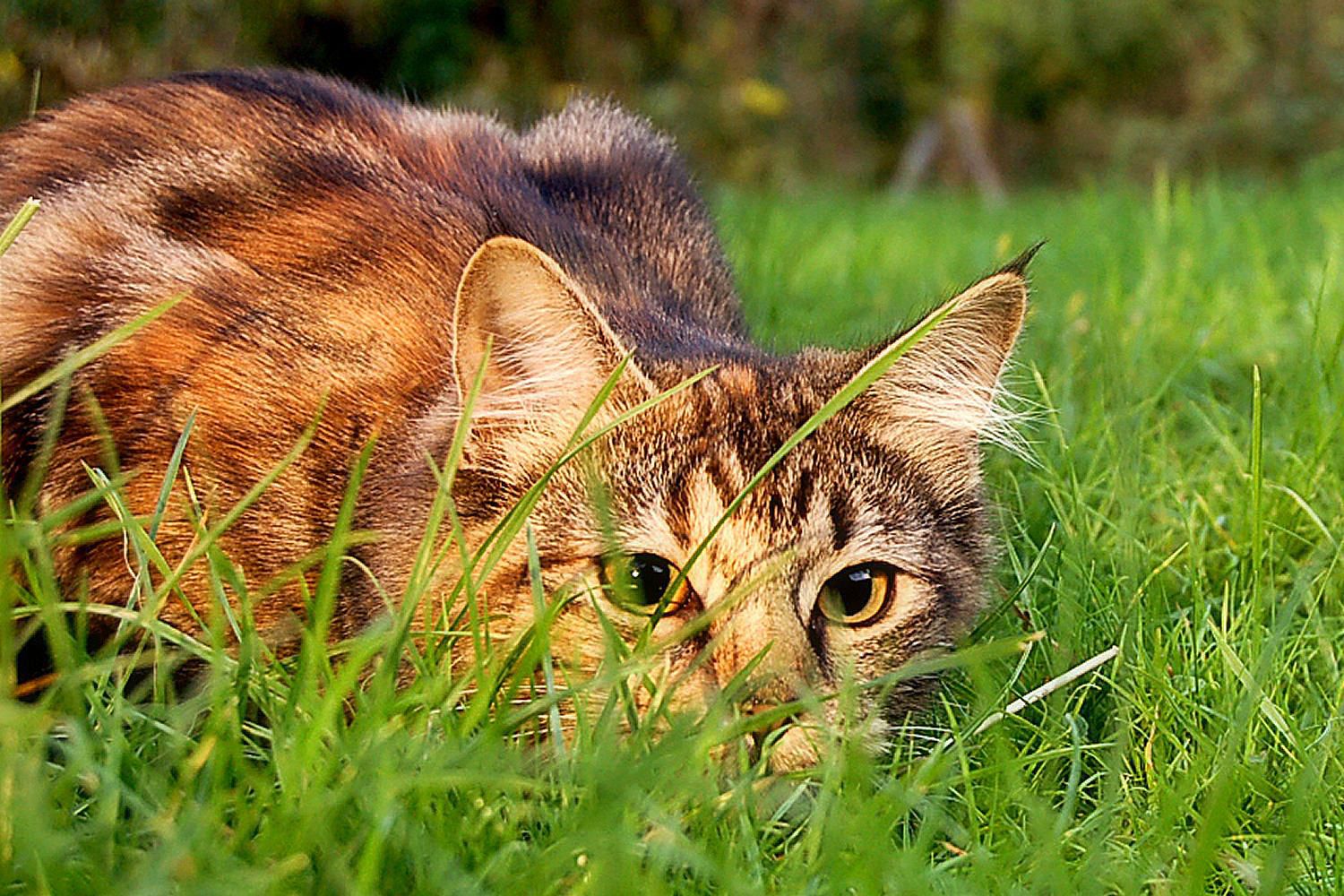 How to Keep Stray Cats Out of Your Yard - Safely