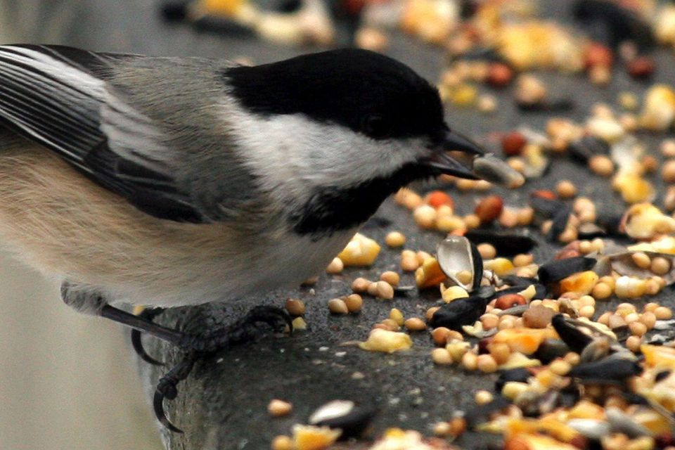 Top 8 Foods to Feed Birds During the Winter