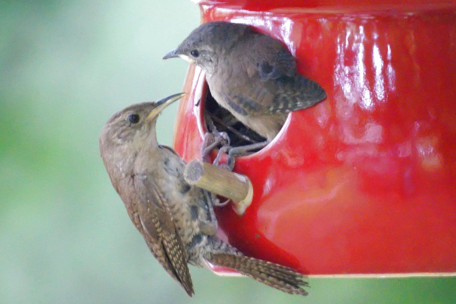 Birds That Use Birdhouses and How to Attract Them