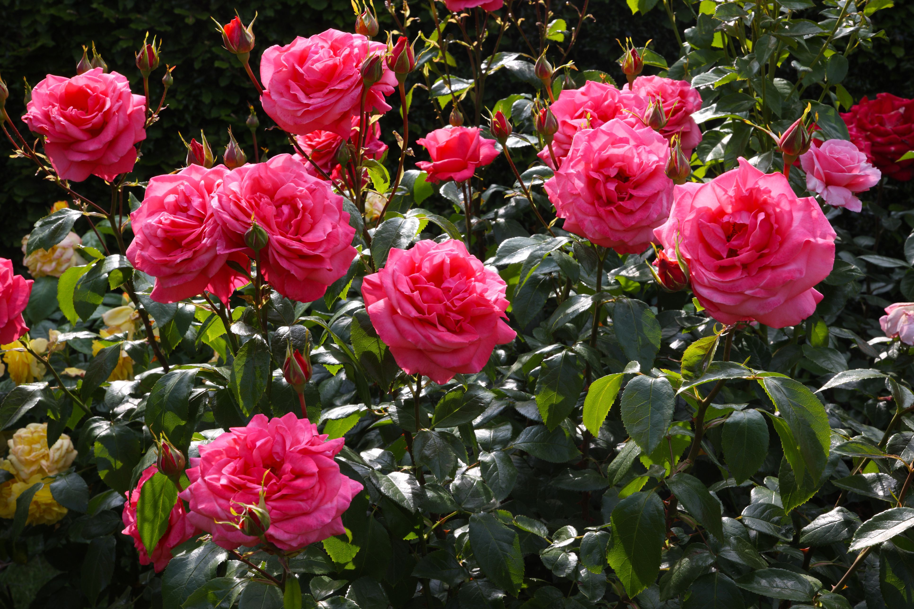 Rose Care Guide Increase Flower Blooming