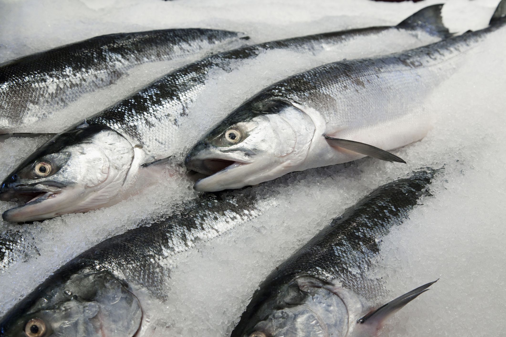 choosing-the-best-fresh-or-frozen-salmon