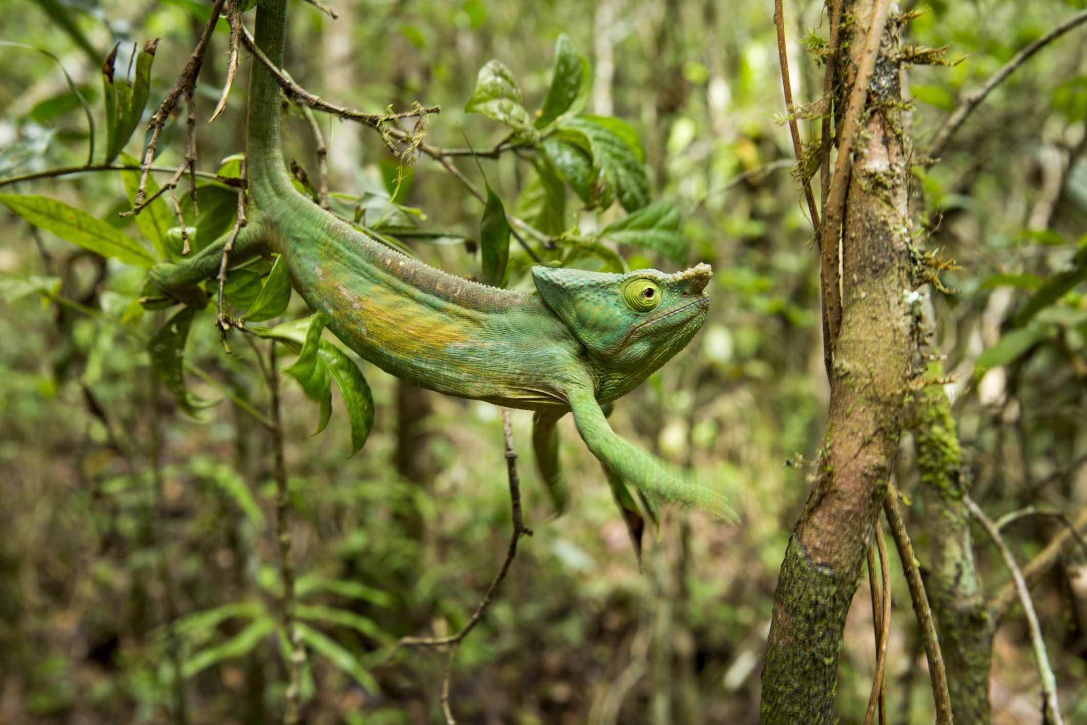 7 Colorful Facts You Might Not Know About Chameleons