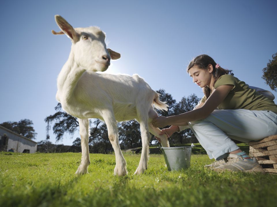 「goat milk」の画像検索結果