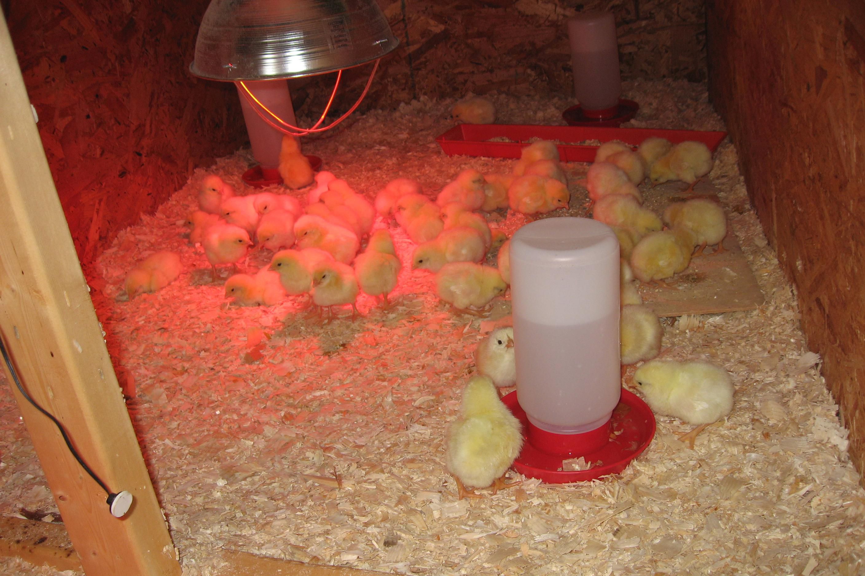 Chicken Brooder House Design